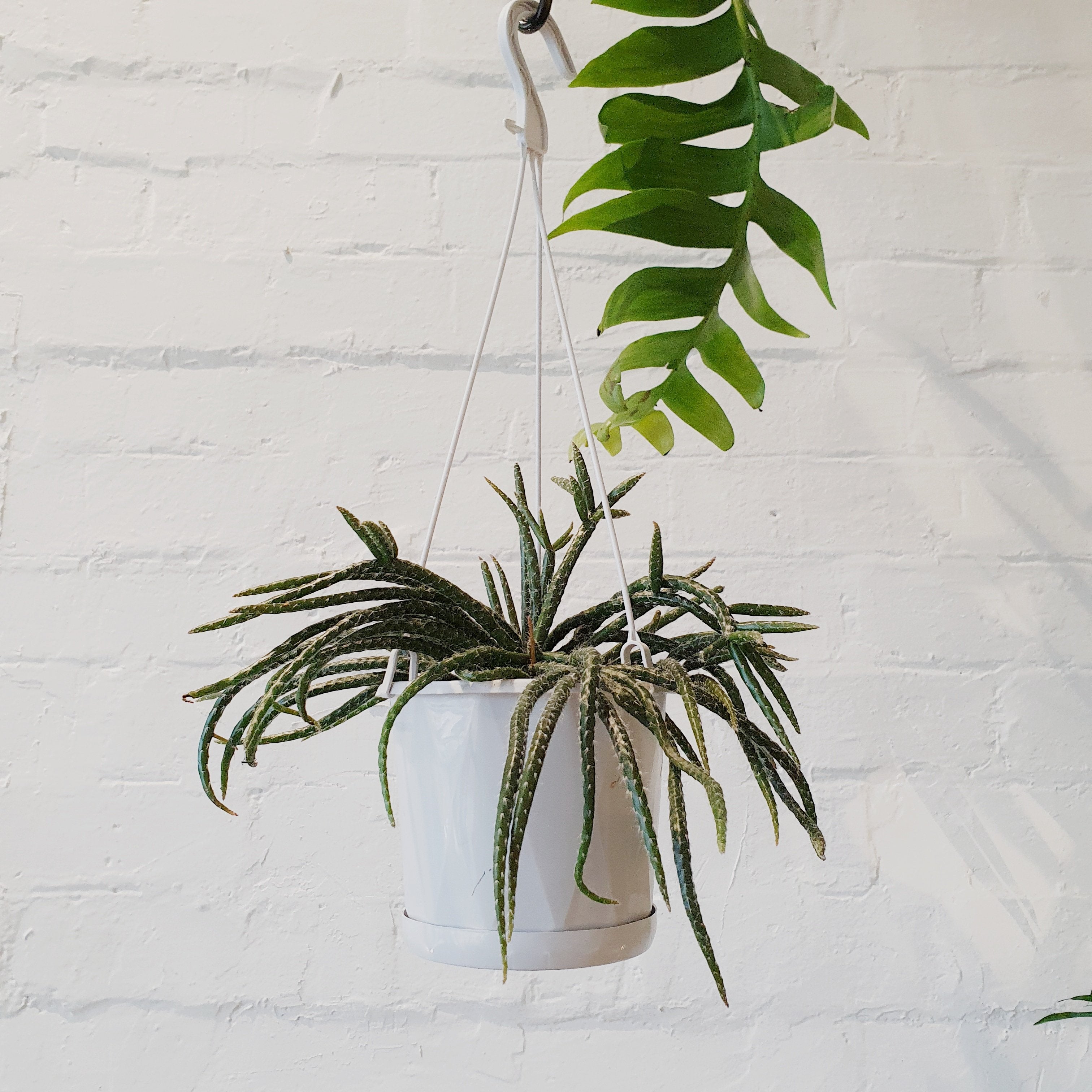 Rhipsalis horrida - 13cm Pot